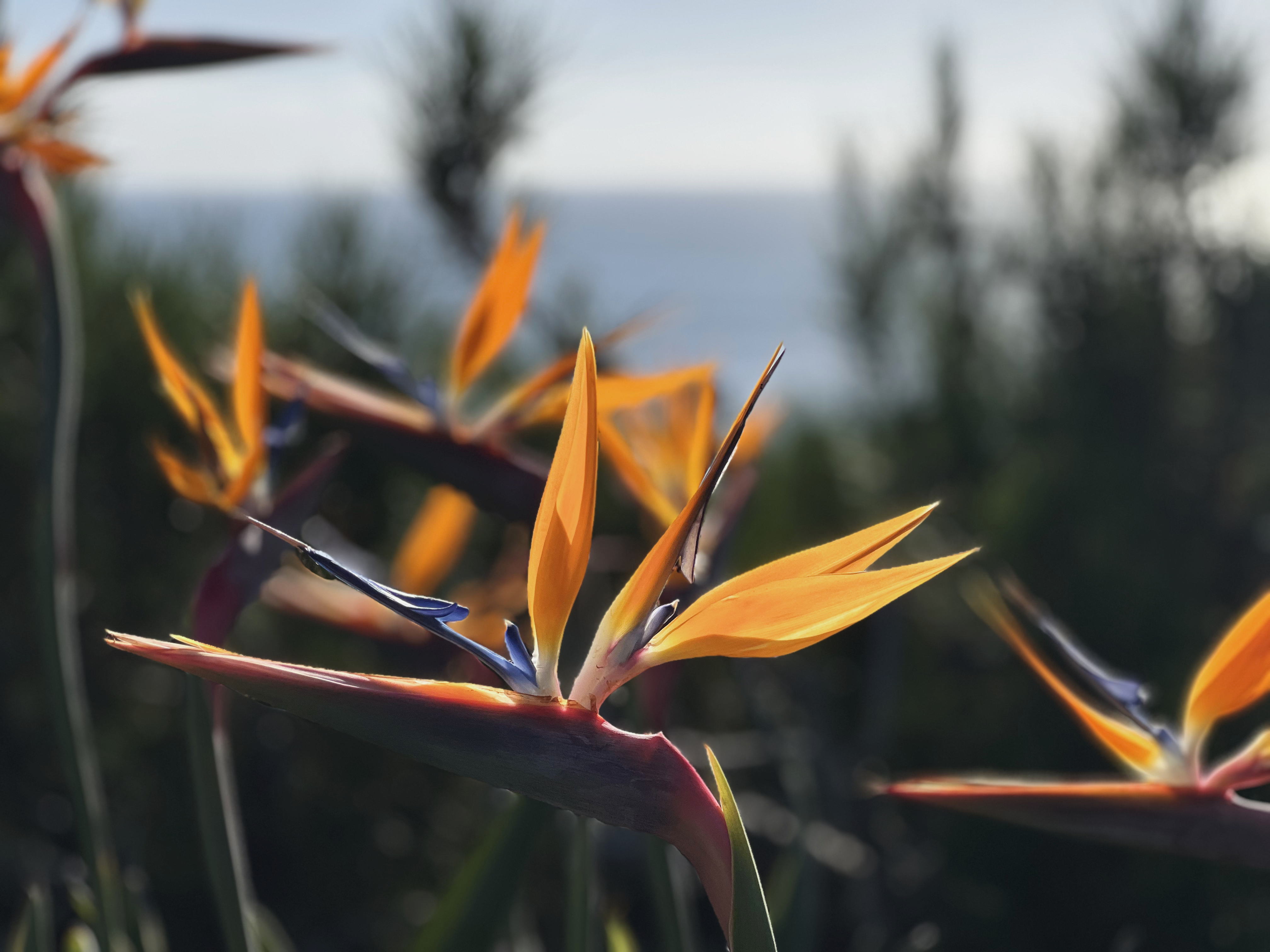 Bird of paradise flower against the ocean.
