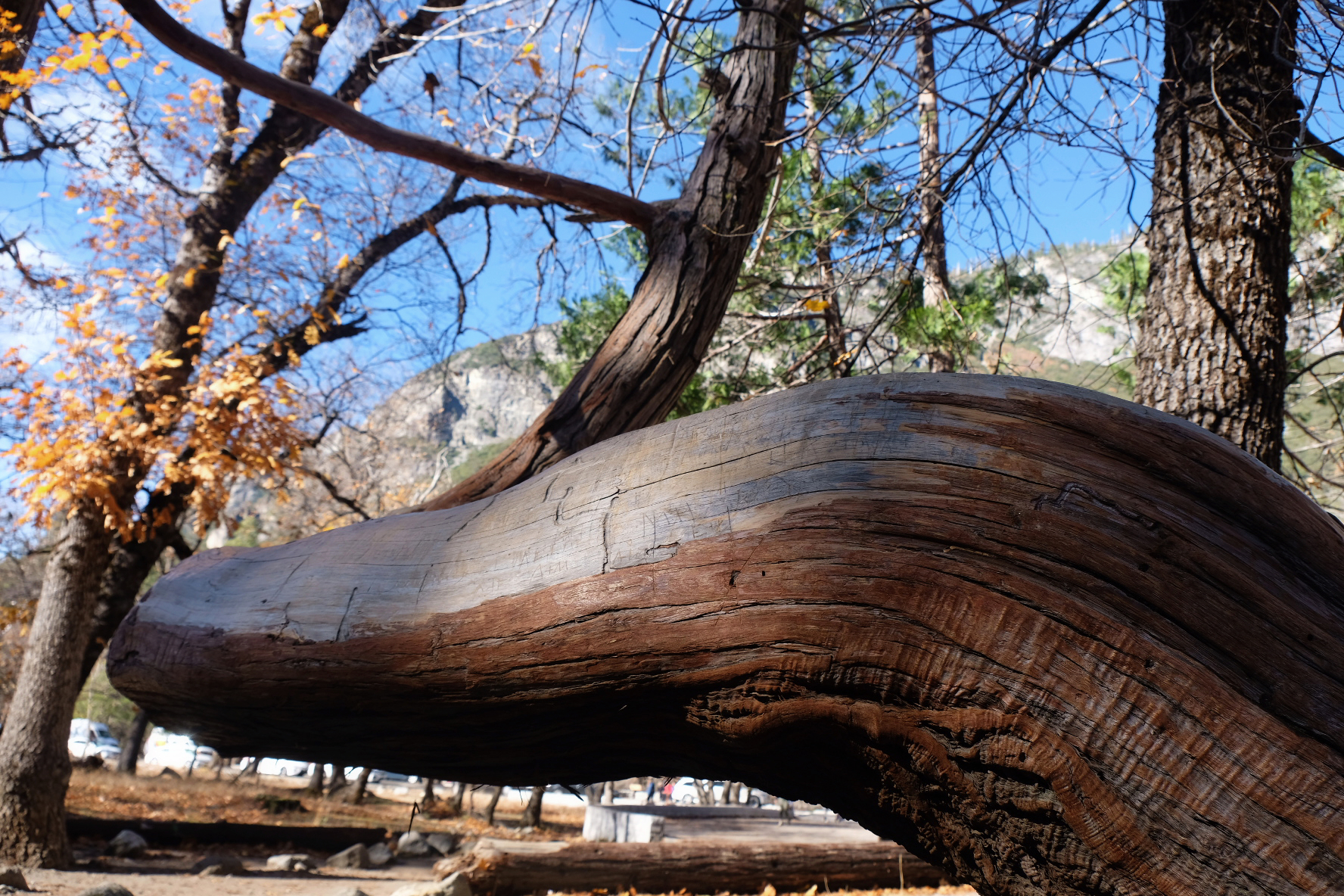 The Trunk — a curving tree trunk in autumn light.